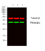 PKA alpha/beta/gamma Antibody in Western Blot (WB)