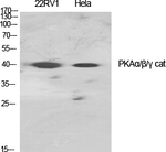 PKA alpha/beta/gamma Antibody in Western Blot (WB)