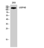 USP40 Antibody in Western Blot (WB)