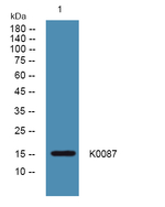 KIAA0087 Polyclonal Antibody