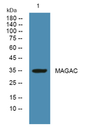 MAGEA12 Antibody in Western Blot (WB)