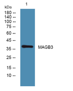 MAGEB3 Polyclonal Antibody