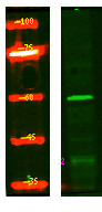 NRBP Antibody in Western Blot (WB)