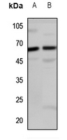 LINGO2 Polyclonal Antibody