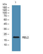 Relaxin 2 Polyclonal Antibody