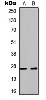 PLUNC Antibody in Western Blot (WB)