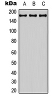 BAI3 Polyclonal Antibody