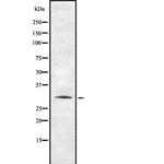 TAS2R41 Antibody in Western Blot (WB)