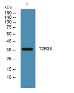 TAS2R38 Polyclonal Antibody