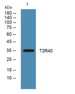 TAS2R40 Polyclonal Antibody