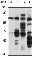 CDH12 Polyclonal Antibody