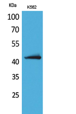 JAM2 Antibody in Western Blot (WB)