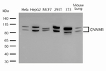 CNNM1 Polyclonal Antibody
