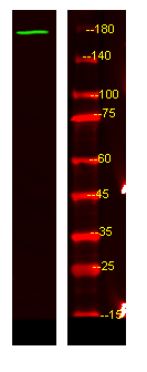 NRK Antibody in Western Blot (WB)