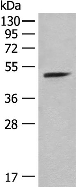 PCTAIRE3 Polyclonal Antibody