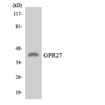 GPR27 Antibody in Western Blot (WB)