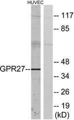 GPR27 Antibody in Western Blot (WB)
