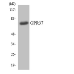 GPR37 Antibody in Western Blot (WB)