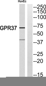 GPR37 Polyclonal Antibody