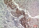 GPR87 Polyclonal Antibody