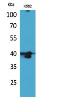 GPR87 Antibody in Western Blot (WB)
