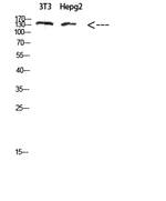 COL17A1 Antibody in Western Blot (WB)