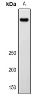 LRP2 Antibody in Western Blot (WB)