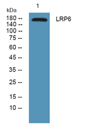 LRP6 Polyclonal Antibody