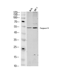 Caspase 7 Antibody in Western Blot (WB)