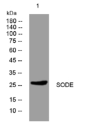 SOD3 Antibody in Western Blot (WB)