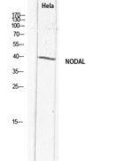 Nodal Antibody in Western Blot (WB)