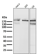 ACACB Antibody in Western Blot (WB)