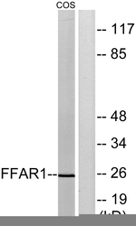 GPR40 Antibody in Western Blot (WB)