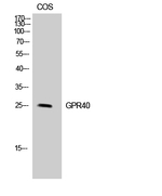 GPR40 Antibody in Western Blot (WB)