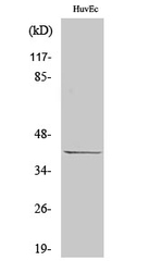 p39 Antibody in Western Blot (WB)