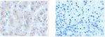 GBA Antibody in Immunohistochemistry (Paraffin) (IHC (P))