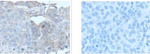 GBA Antibody in Immunohistochemistry (Paraffin) (IHC (P))