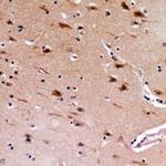 MEMO1 Polyclonal Antibody