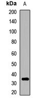 MEMO1 Antibody in Western Blot (WB)