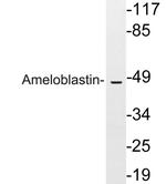 Ameloblastin Polyclonal Antibody