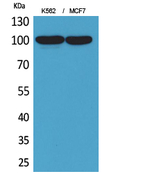 CD203c Antibody in Western Blot (WB)