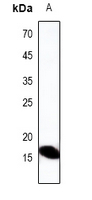 Defensin alpha-3 Antibody in Western Blot (WB)