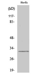 DIO3 Antibody in Western Blot (WB)