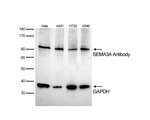 SEMA3A Antibody in Western Blot (WB)