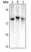 SEMA3C Antibody in Western Blot (WB)
