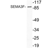 SEMA3F Antibody in Western Blot (WB)
