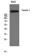 Tensin 1 Antibody in Western Blot (WB)