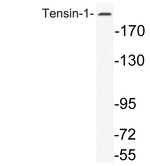 Tensin 1 Polyclonal Antibody