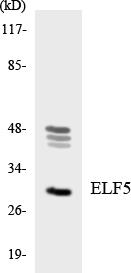 ELF5 Antibody in Western Blot (WB)
