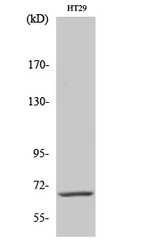 CABLES1 Antibody in Western Blot (WB)
